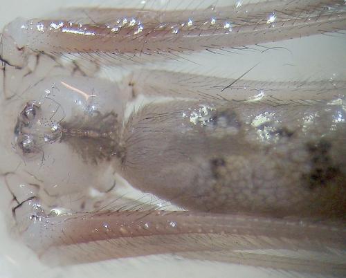 Pholcus phalangioides