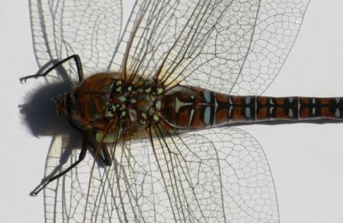 Aeshna mixta