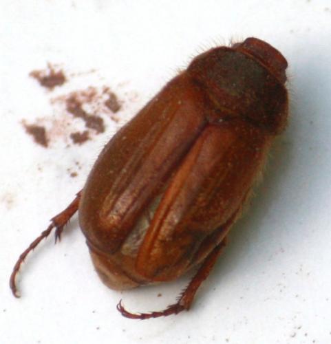 Amphimallon majale