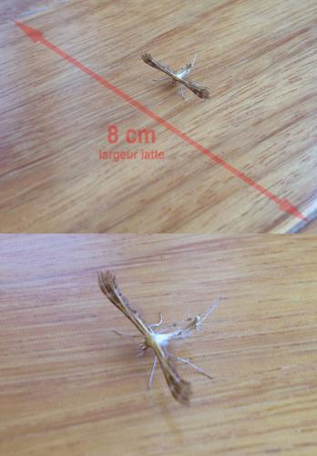Crombrugghia sp.