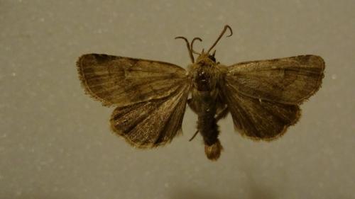 Réf. 90 521 : Lasionycta imbecilla