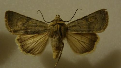 Euxoa decora