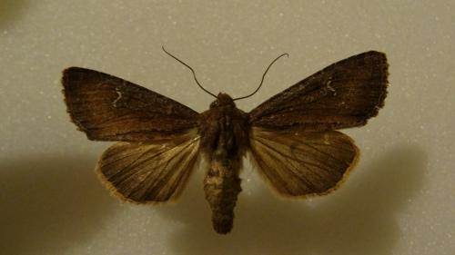 Réf. 90 694 : Apamea lateritia