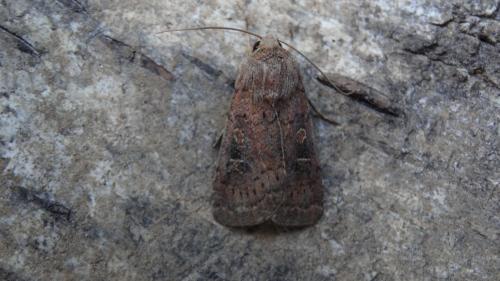 Xestia xanthographa