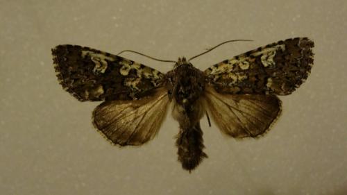 Crypsedra gemmea