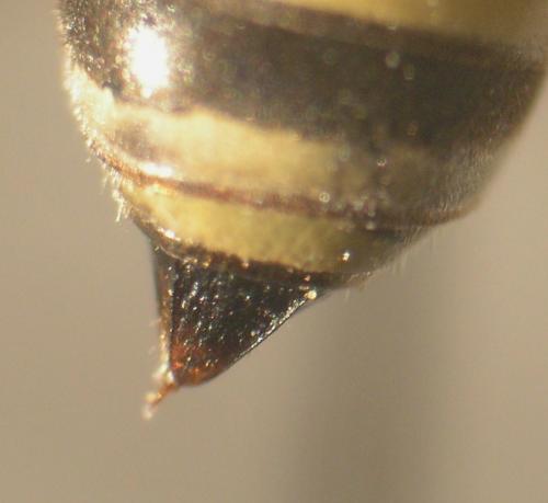 Réf. 90 137 : Gorytes quinquefasciatus