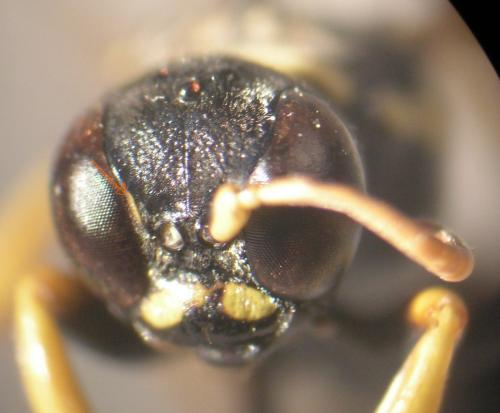 Réf. 90 136 : Gorytes quinquefasciatus
