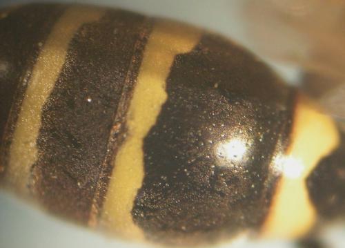 Gorytes quinquefasciatus