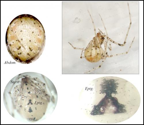 Réf. 90 096 : Platnickina tincta