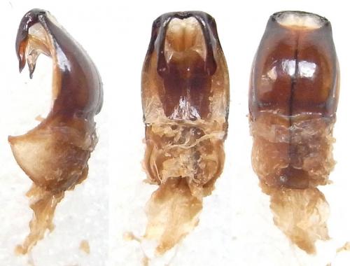 Paratrichius alexisi