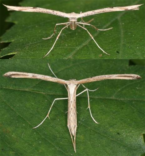 Réf. 90 599 : Emmelina monodactyla
