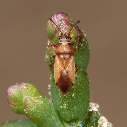Cymus melanocephalus