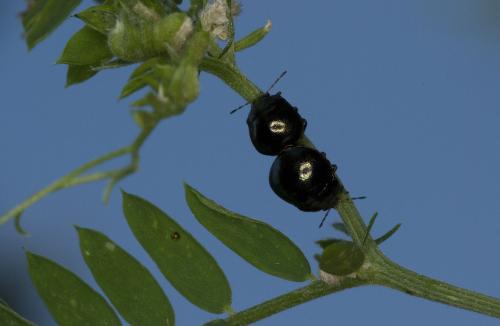 Réf. 90 175 : Coptosoma scutellatum