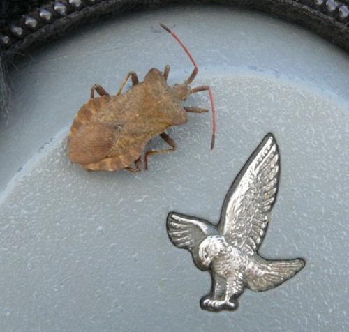Coreus marginatus