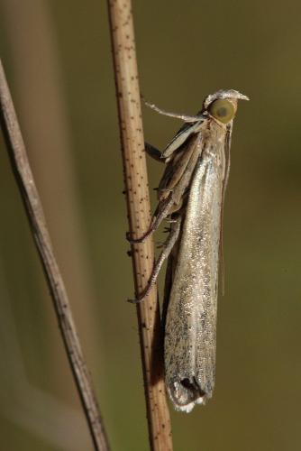 Réf. 90 230 : Selagia argyrella