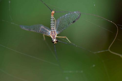 Electrogena sp.
