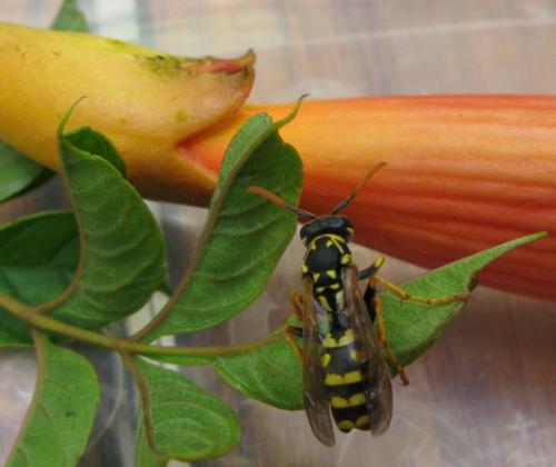 Polistes sp.