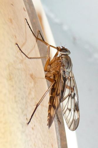 Réf. 90 392 : Rhagio sp.