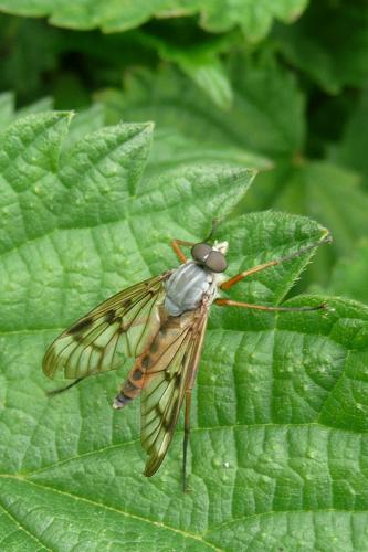 Rhagio sp.