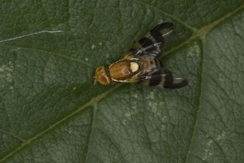 Rhagoletis completa
