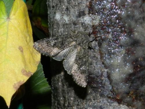 Mamestra brassicae