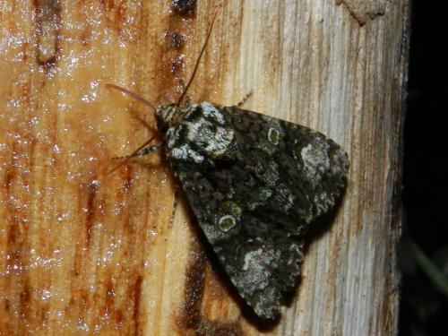 Réf. 90 279 : Craniophora ligustri
