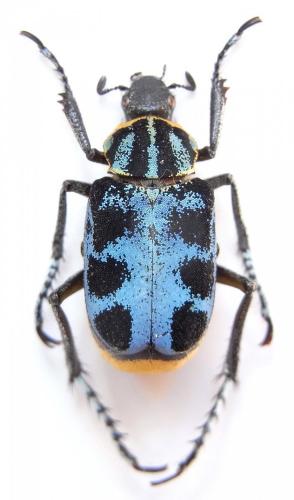 Ectinohoplia sp.