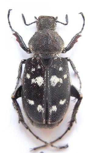Photyna ornata
