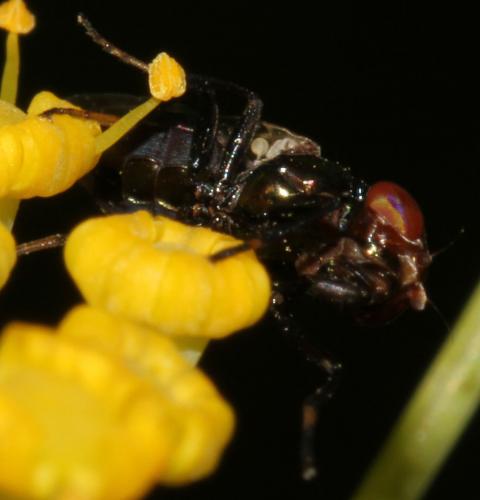 Réf. 90 826 : Physiphora alceae