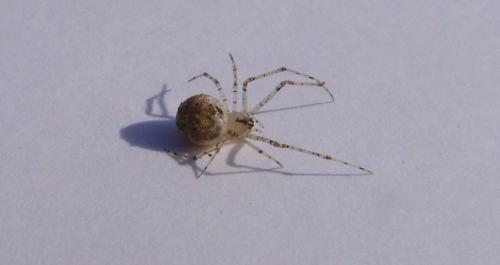 Réf. 90 592 : Platnickina tincta