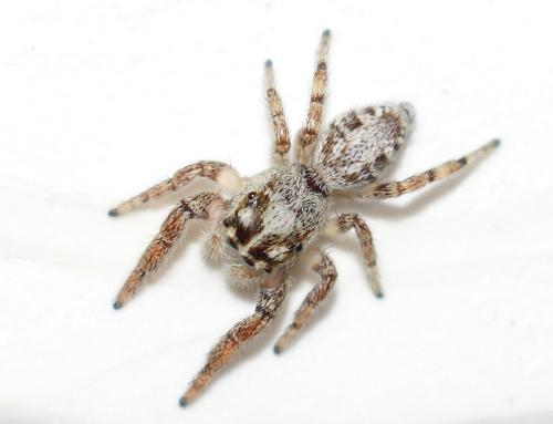 Macaroeris nidicolens