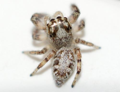 Macaroeris nidicolens