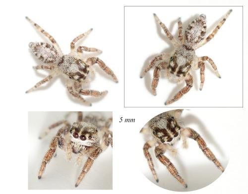 Macaroeris nidicolens