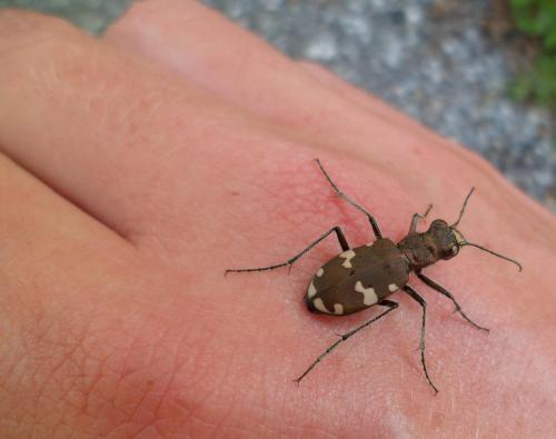 Réf. 90 913 : Cicindela sylvicola