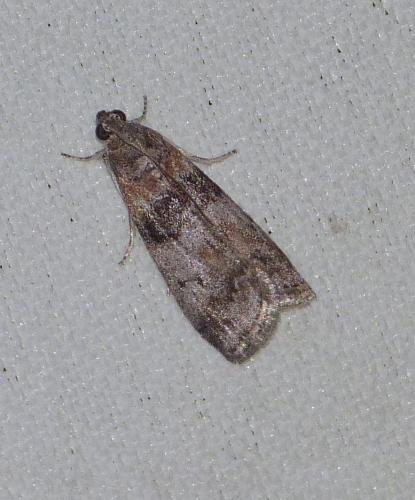 Sciota rhenella