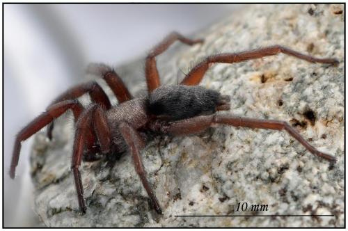 Scotophaeus scutulatus