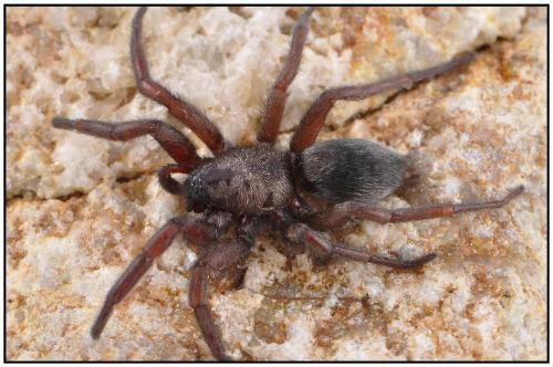 Réf. 90 617 : Scotophaeus scutulatus