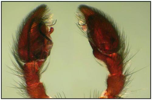 Réf. 90 621 : Scotophaeus scutulatus
