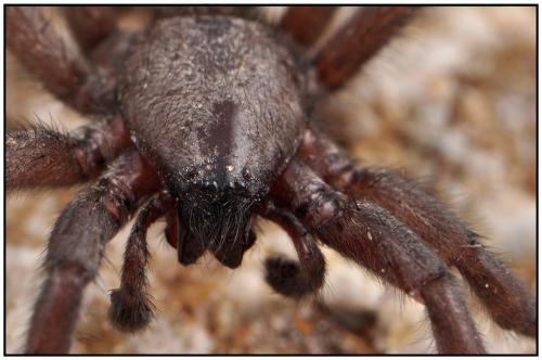 Réf. 90 618 : Scotophaeus scutulatus