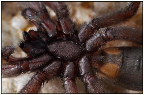 Réf. 90 619 : Scotophaeus scutulatus