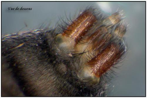 Réf. 90 620 : Scotophaeus scutulatus