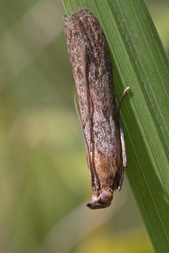 Réf. 90 095 : Selagia spadicella