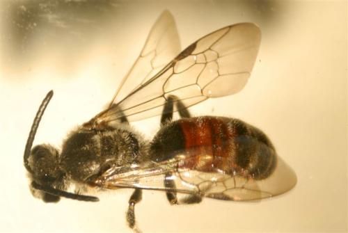Lasioglossum sp.