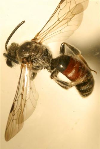 Lasioglossum sp.