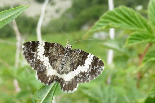 Spargania luctuata