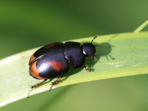 Réf. 90 133 : Sphaeridium scarabaeoides