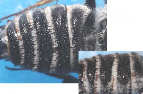 Réf. 90 267 : Coelioxys acanthura