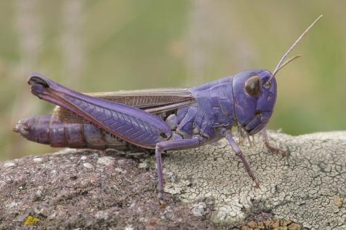 Réf. 90 961 : Stenobothrus lineatus lineatus