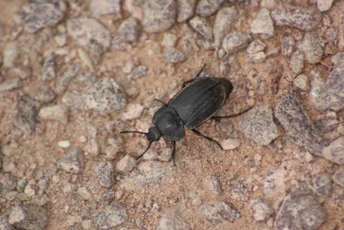 Silpha tristis