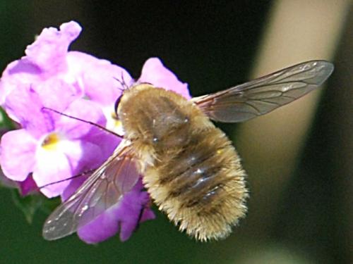 Réf. 90 474 : Systoechus sp.
